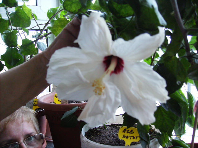 Hibiscus 17 - sfarsit de noiembrie-inceput de decembrie