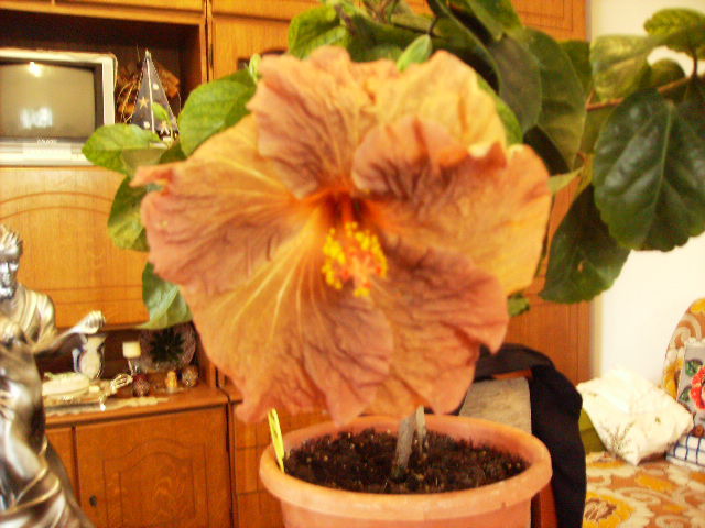 Hibiscus 19 - sfarsit de noiembrie-inceput de decembrie