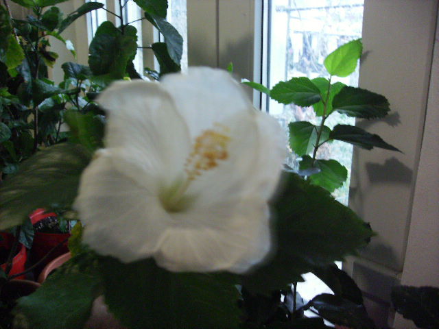 Hibiscus  alb pe 1 decembrie - sfarsit de noiembrie-inceput de decembrie