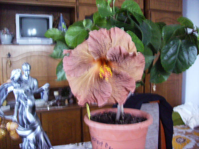 Hibiscus  - sfarsit de noiembrie-inceput de decembrie