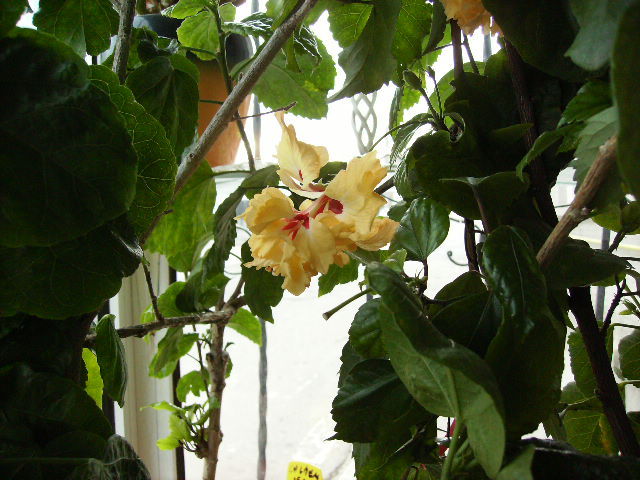 Hibiscus el capitolo galben