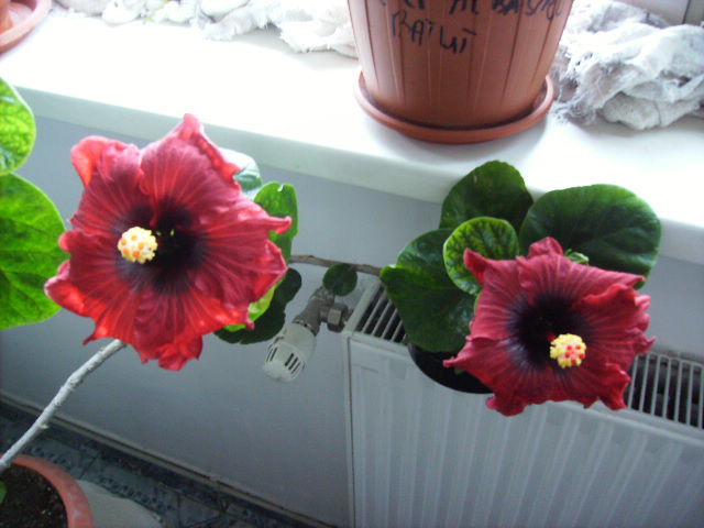 Hibiscus frati pe 1 decembrie - sfarsit de noiembrie-inceput de decembrie