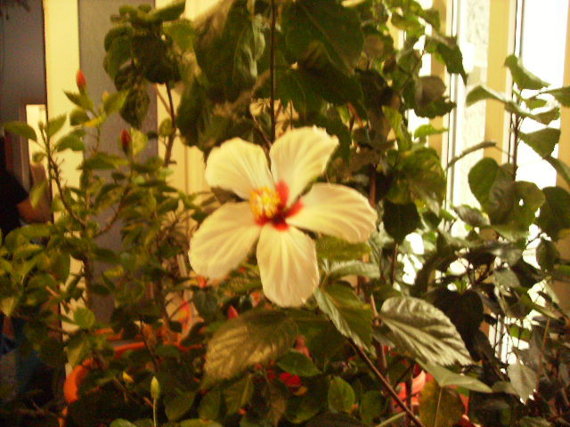 Hibiscus in sera la blitz - sfarsit de noiembrie-inceput de decembrie