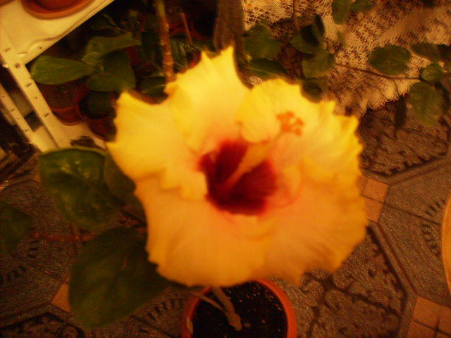 hibiscus la sfarsit de noiembrie - sfarsit de noiembrie-inceput de decembrie