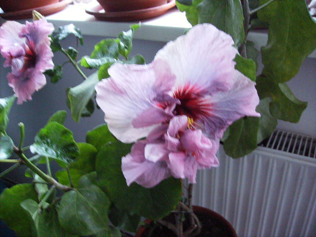 Hibiscus pe 1 decembrie 4 - sfarsit de noiembrie-inceput de decembrie