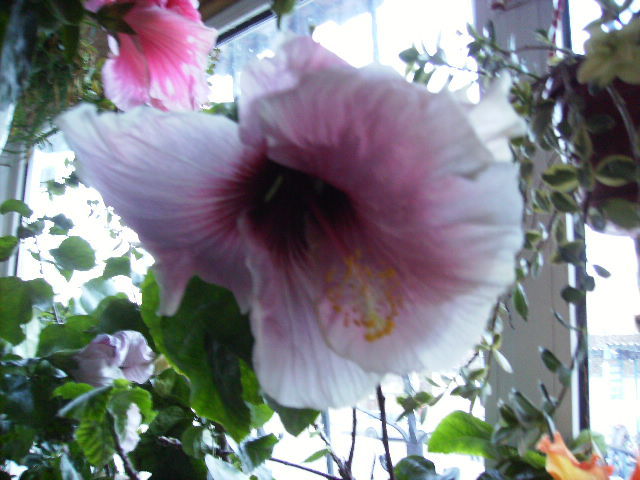 Hibiscus pe 30 noiembrie 4