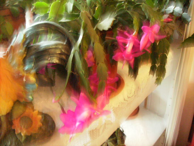 Schlumbergera  cyclam - sfarsit de noiembrie-inceput de decembrie