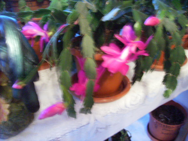 Schlumbergera la sfarsit de noiembrie - sfarsit de noiembrie-inceput de decembrie