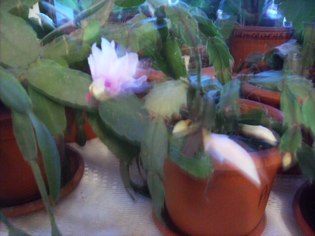 Schlumbergera lalb cu roz la sfarsit de noiembrie