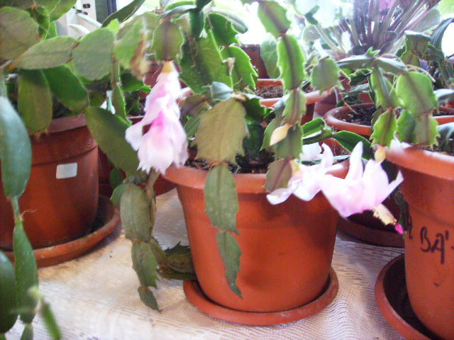 Schlumbergera roz cu rosu - sfarsit de noiembrie-inceput de decembrie