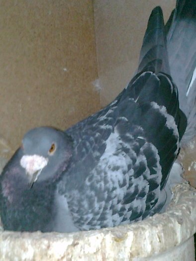 belgianul; un porumbel drag mie pui din el mi au dat multe satisfactii
