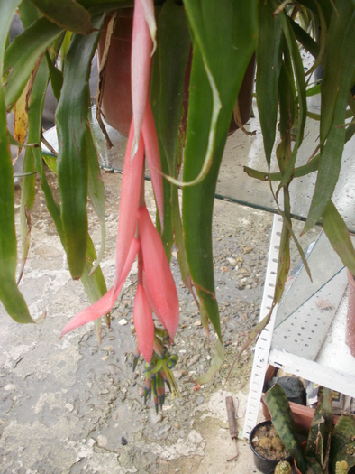 afara - Bromeliaceae