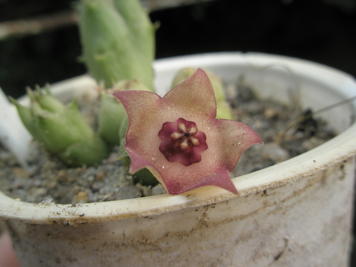 Duvalia parviflora x Huernia sp. - floarea; Colectia Andre
