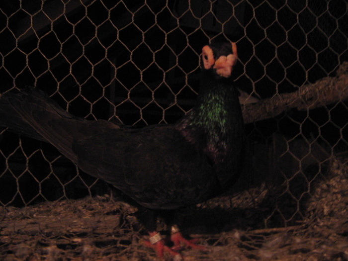 indian englez RO 2009 M