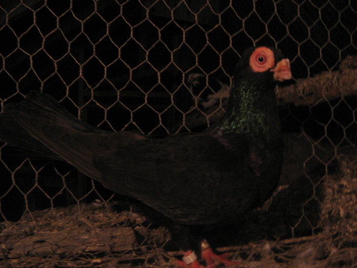 indian englez RO 2009 M