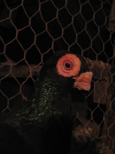 indian englez RO 2009 M