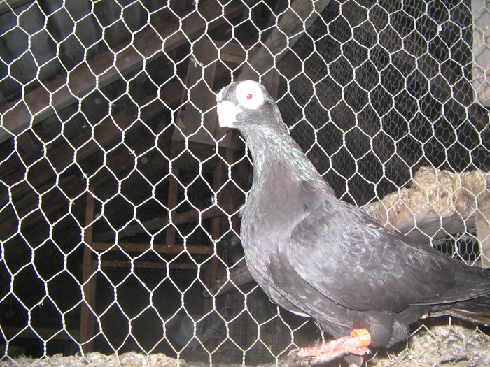 indian englez RO 2008 F