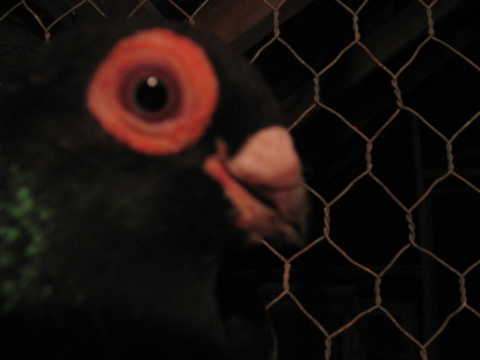 indian englez RO 2010 M