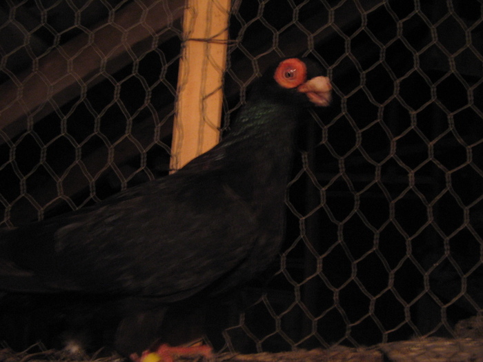 indian englez RO 2009 F