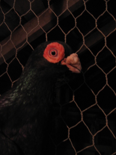 indian englez RO 2009 F