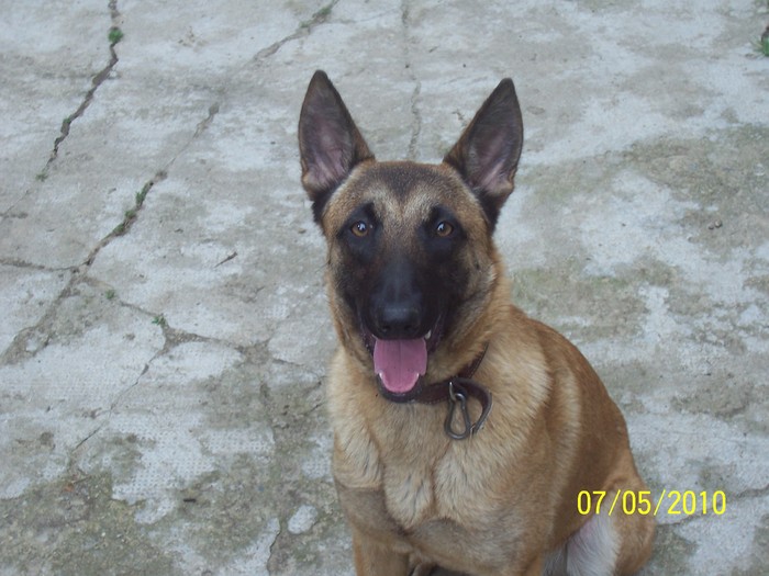 Bety - Ciobanesc  Belgian  Malinois