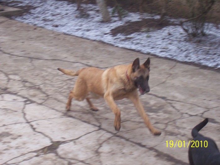 Picture 106 - Ciobanesc  Belgian  Malinois