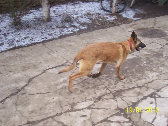 Picture 109 - Ciobanesc  Belgian  Malinois