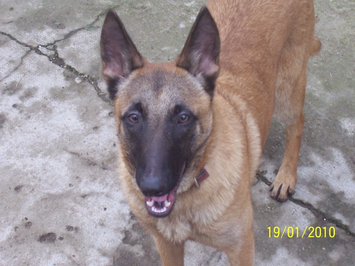 Picture 135 - Ciobanesc  Belgian  Malinois