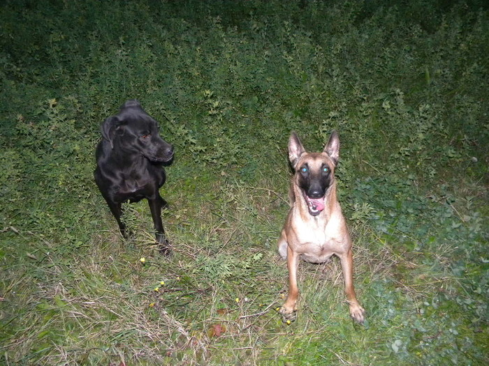 Picture 186 - Ciobanesc  Belgian  Malinois