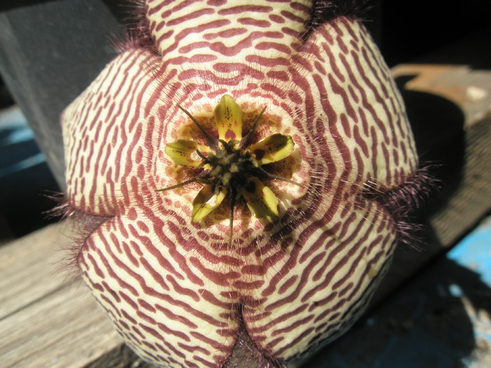 Orbea hb. - centrul - hibrid