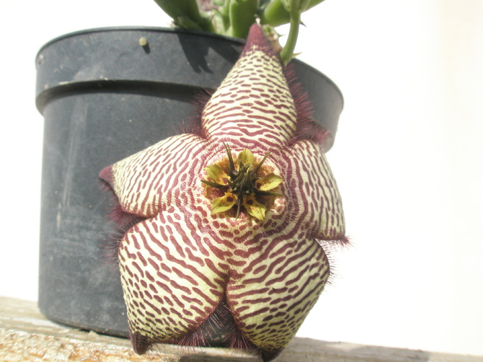 Orbea hb. - floare in plin soare; Colectia Andre
