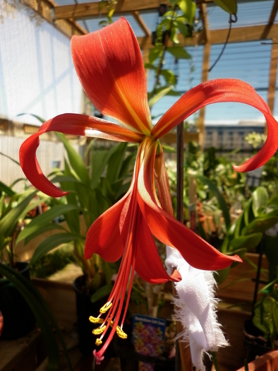  - Sprekelia jacobean lily