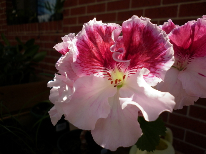 regal pergolium; 3.12.2010
