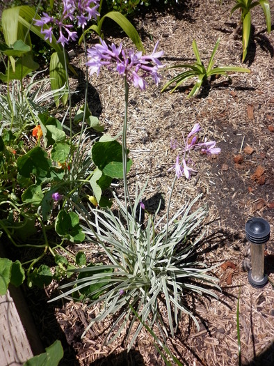 ornamental garlic; 3.12.2010
