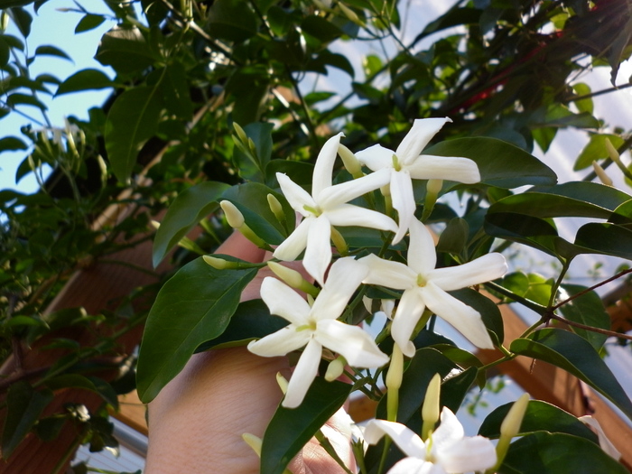 Chinese jasmin; 3.12.2010
