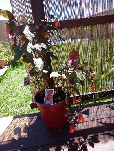 Fuchsia coralle; 3.12.2010
