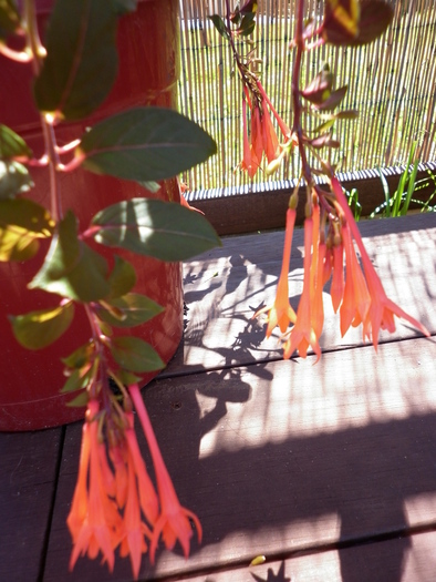 Fuchsia coralle; 3.12.2010
