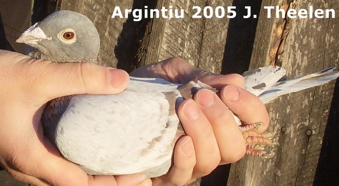Argintiu 2005 Theelenu