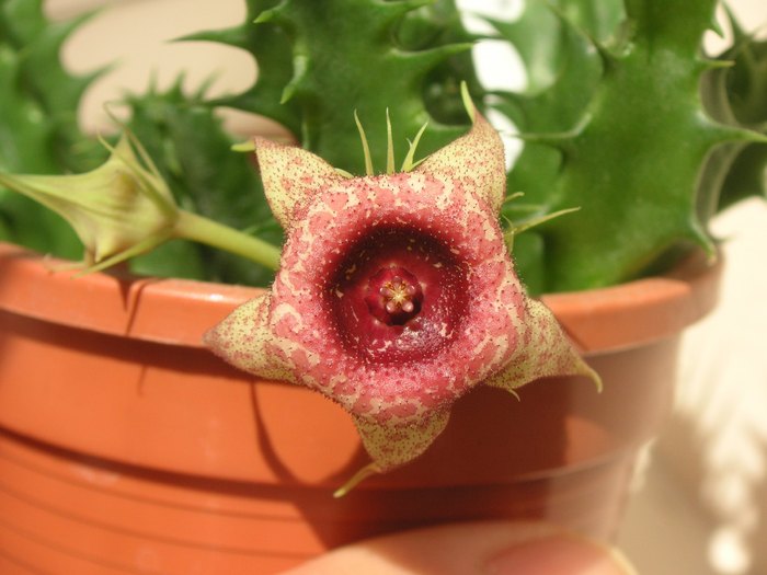 Huernia leavis - Cornelia Constantin - leavis fma Harras