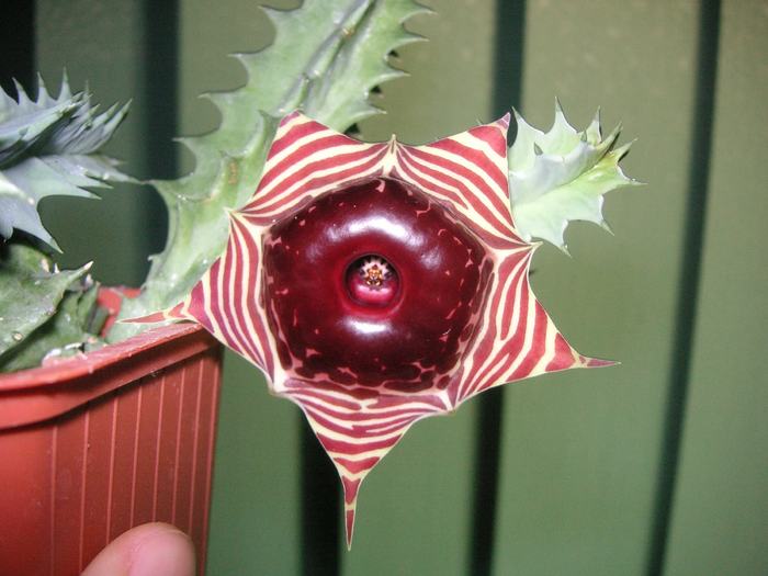 Huernia zebrina - Cornelia Constantin; Colectia Cornelia
