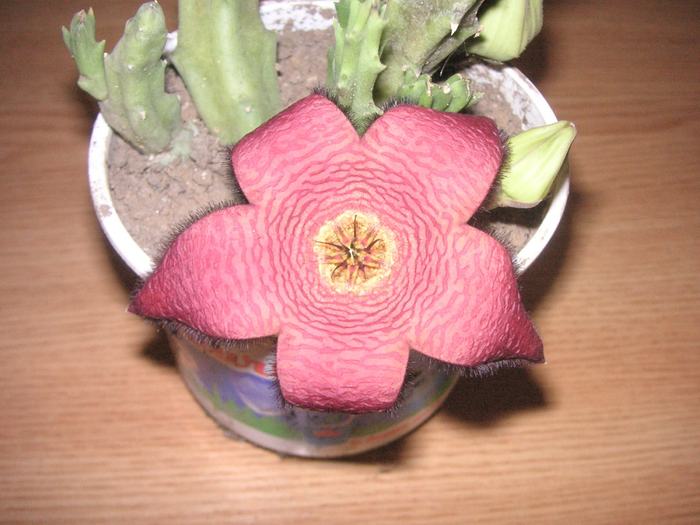 Stapelia comparabilis - CorneliaConstantin - comparabilis