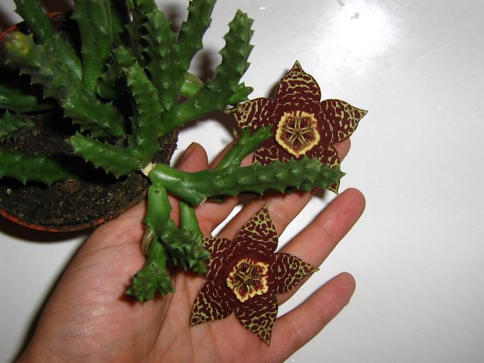 Stapelia variegata - Cornelia Constantin; Colectia Cornelia
