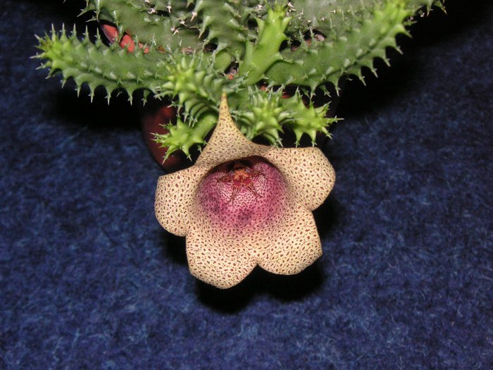 Tavaresia x Orbea - Cornelia Constantin; Colectia Cornelia
