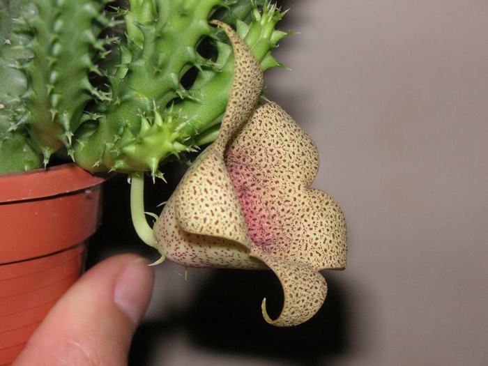 Tavaresia x Orbea - Cornelia Constantin (2); Colectia Cornelia
