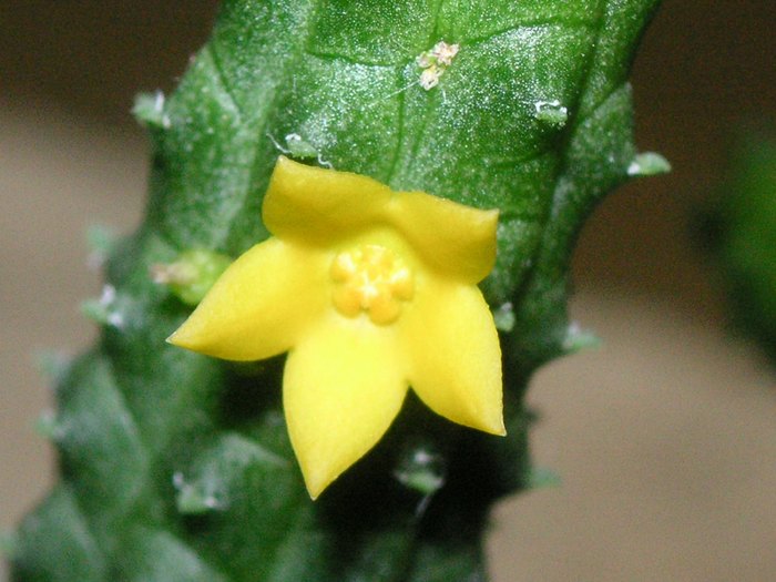 Echidnopsis cereiformis - Cornelia Constantin - ECHIDNOPSIS