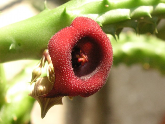 Huernia ? - Cornelia Constantin - HUERNIA