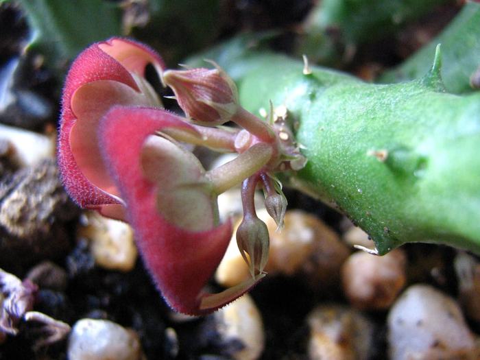 Huernia ? - Cornelia Constantin