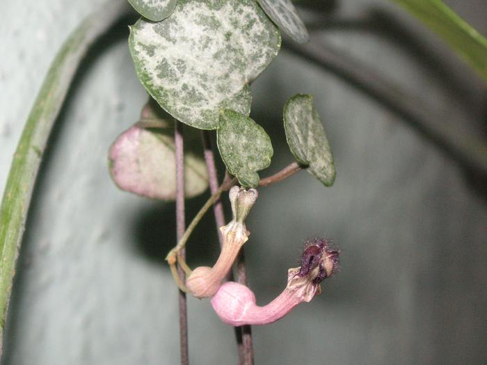 Ceropegia woodii - Cornelia Constantin - Ceropegia woodii