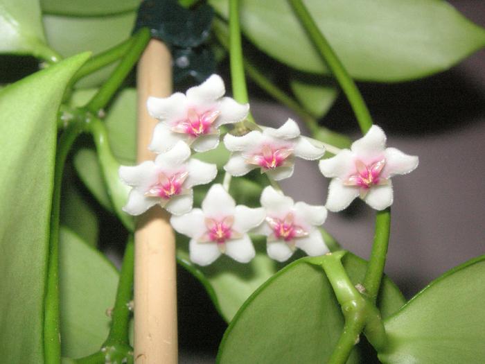 Hoya anulata; Colectia Cornelia
