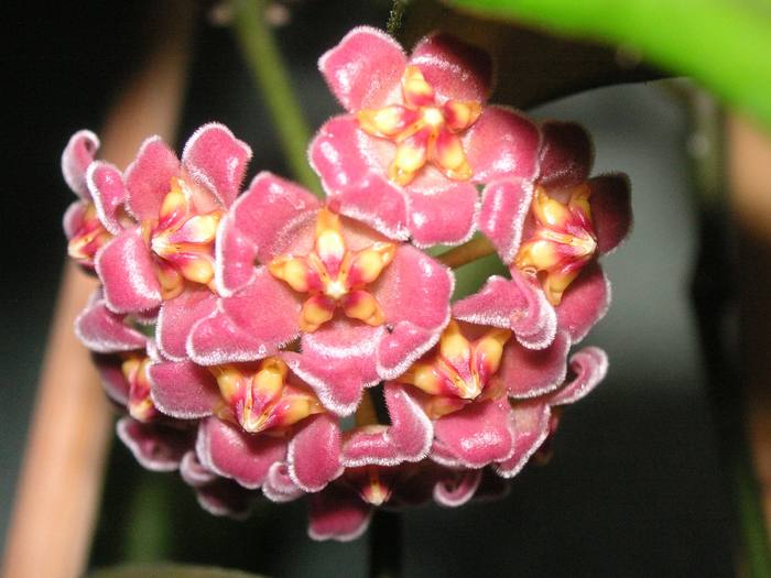 Hoya davidcummingii 2; Colectia Cornelia
